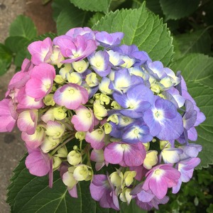 和モノ好きさんに百のお題