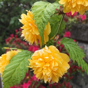 盲目の謡唄いの先生